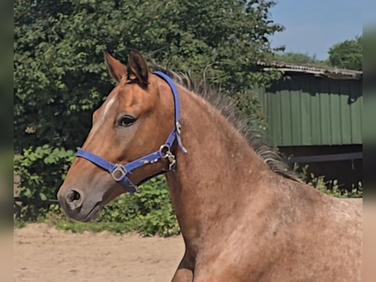 Pintos Mix Wallach 3 Jahre 152 cm Tigerschecke in M&#xFC;lheim an der Ruhr