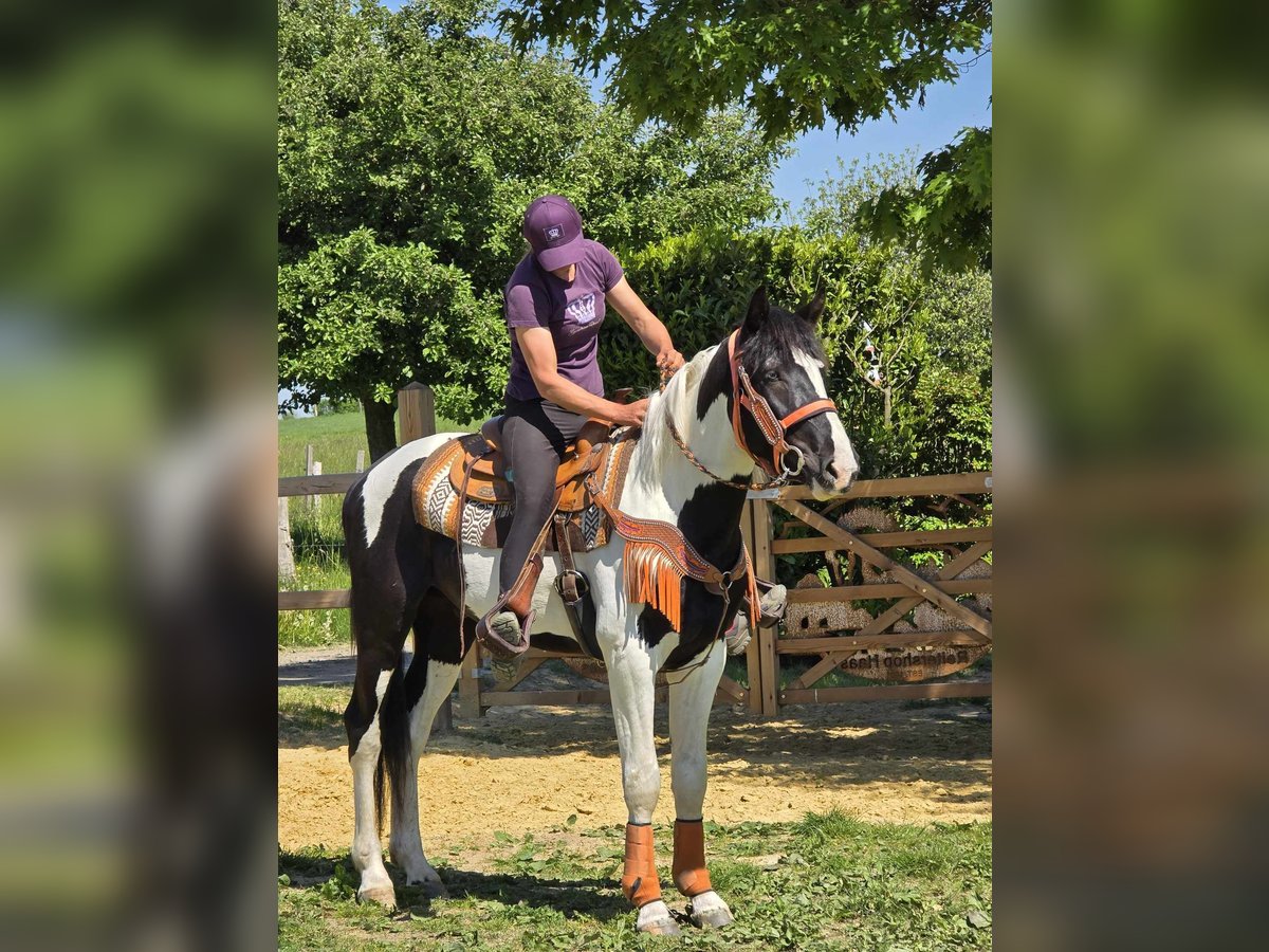 Pintos Wallach 3 Jahre in Linkenbach