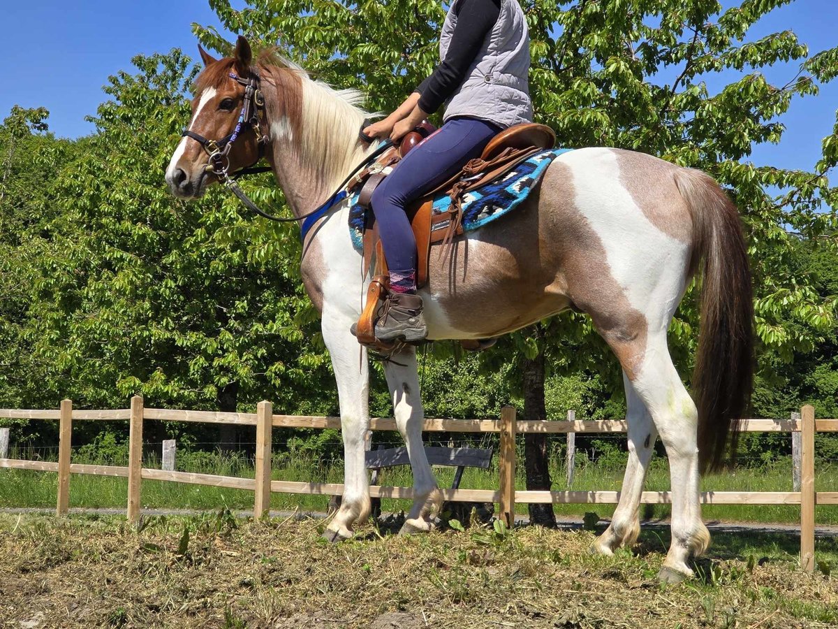 Pintos Wallach 5 Jahre 144 cm Schecke in Linkenbach