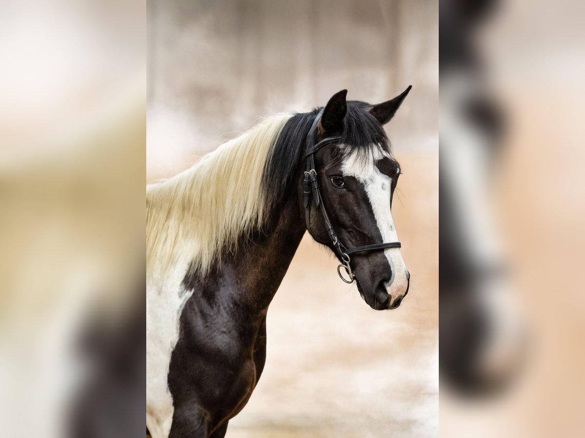 Pintos Wallach 7 Jahre 157 cm Schecke in Neu-Anspach