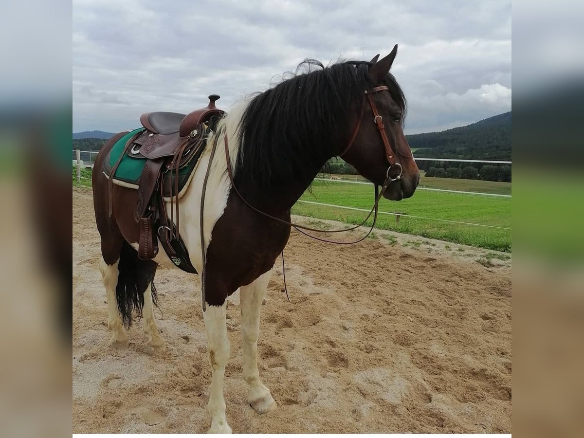 Pintos Mix Wallach 9 Jahre 153 cm Schecke in Zachenberg