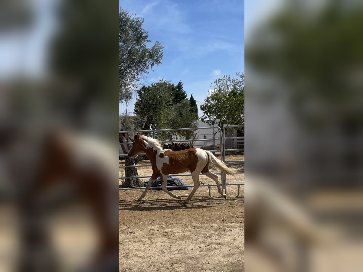 Pintos Mestizo Yegua 1 año 140 cm Tobiano-todas las-capas in Brindisi