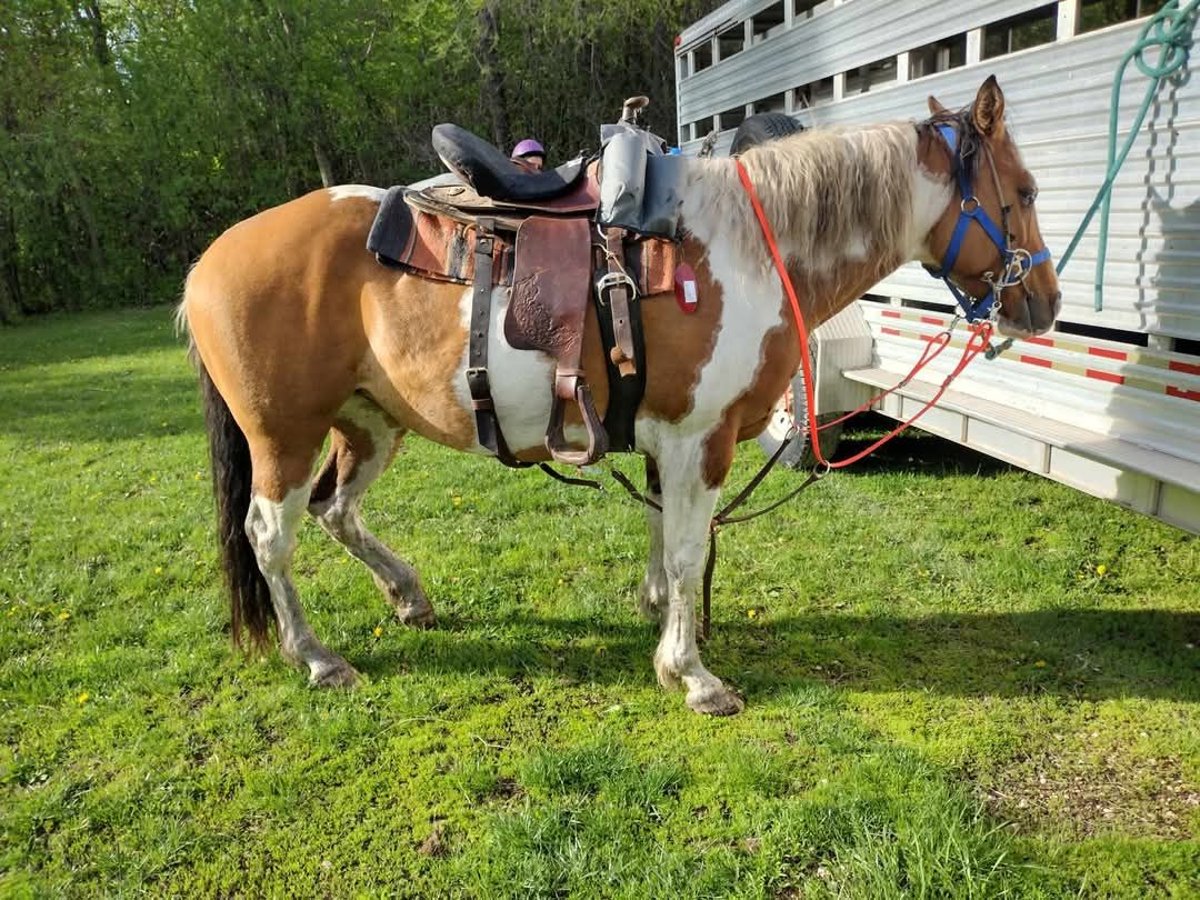 Pintos Yegua 7 años 152 cm Bayo in Waseca, MN