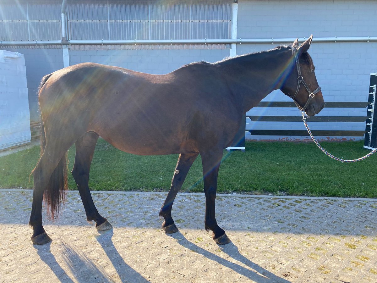 Plus de chevaux à sang chaud Étalon 12 Ans 172 cm Bai in Grote Brogel