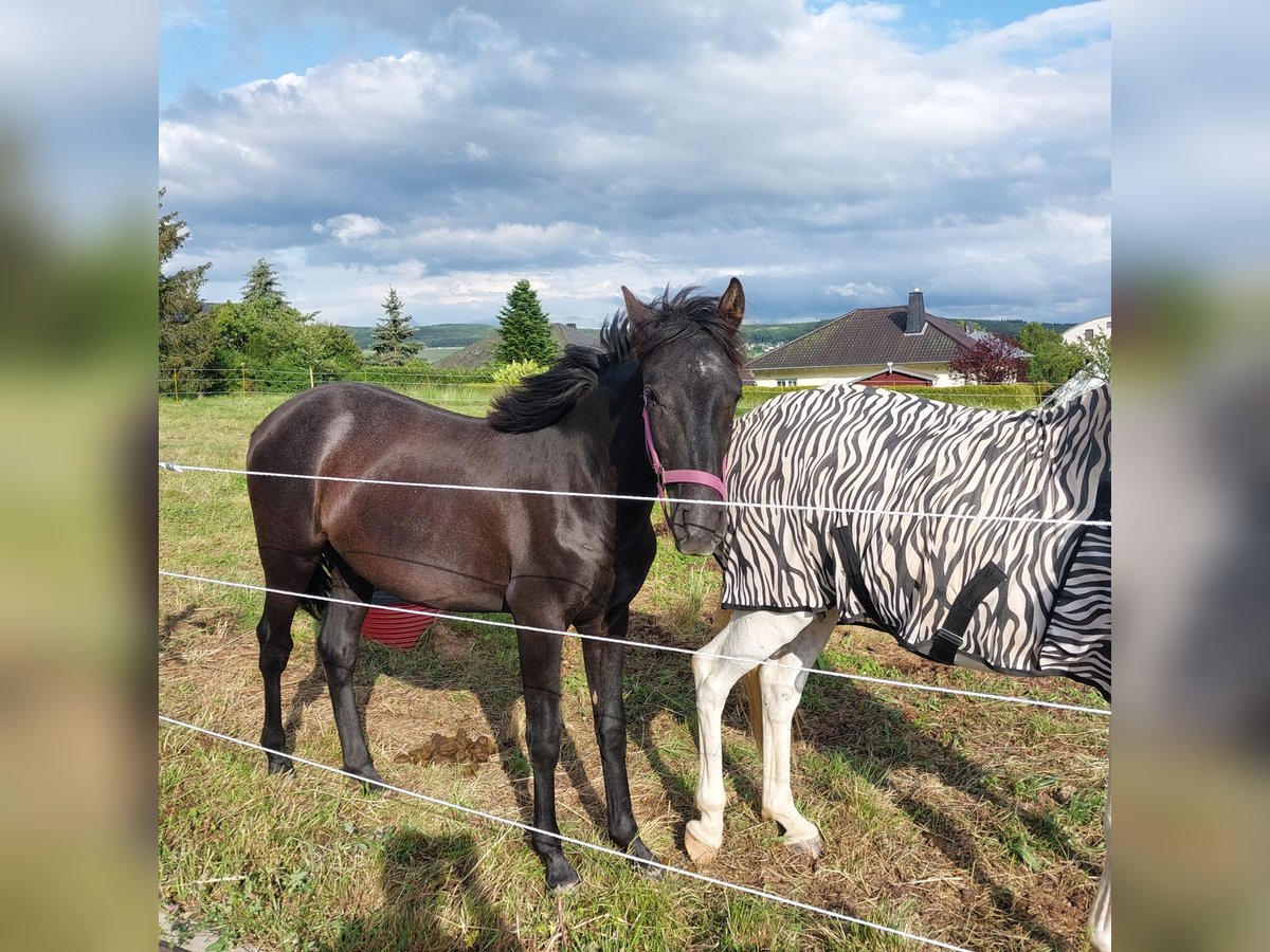 Plus de chevaux à sang chaud Étalon 1 Année 155 cm Peut devenir gris in Bundenbach