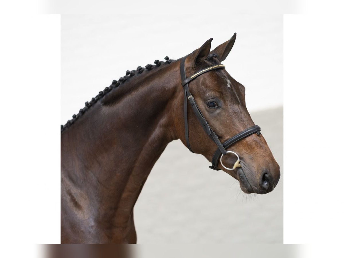 Plus de chevaux à sang chaud Étalon 3 Ans 165 cm Bai in Heerde