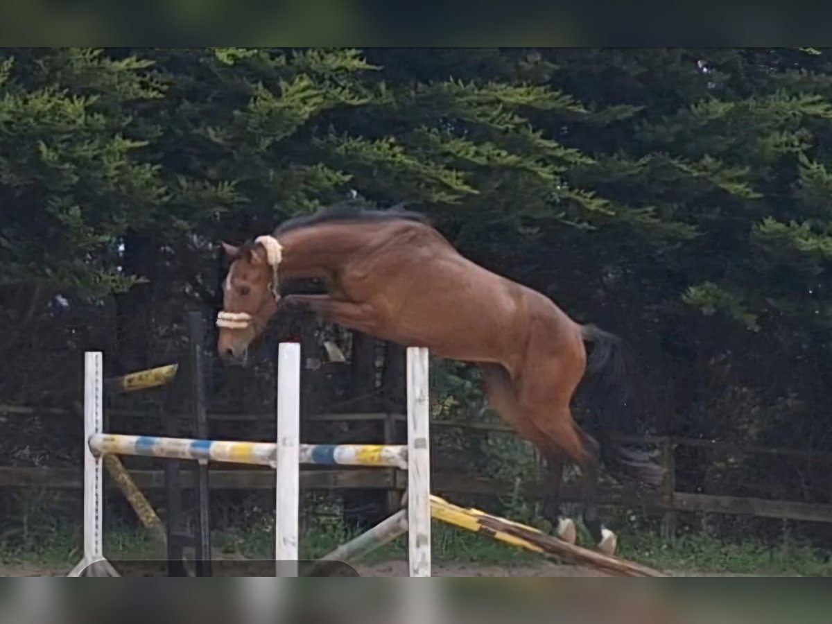 Plus de chevaux à sang chaud Étalon 3 Ans 170 cm Bai in FERROL