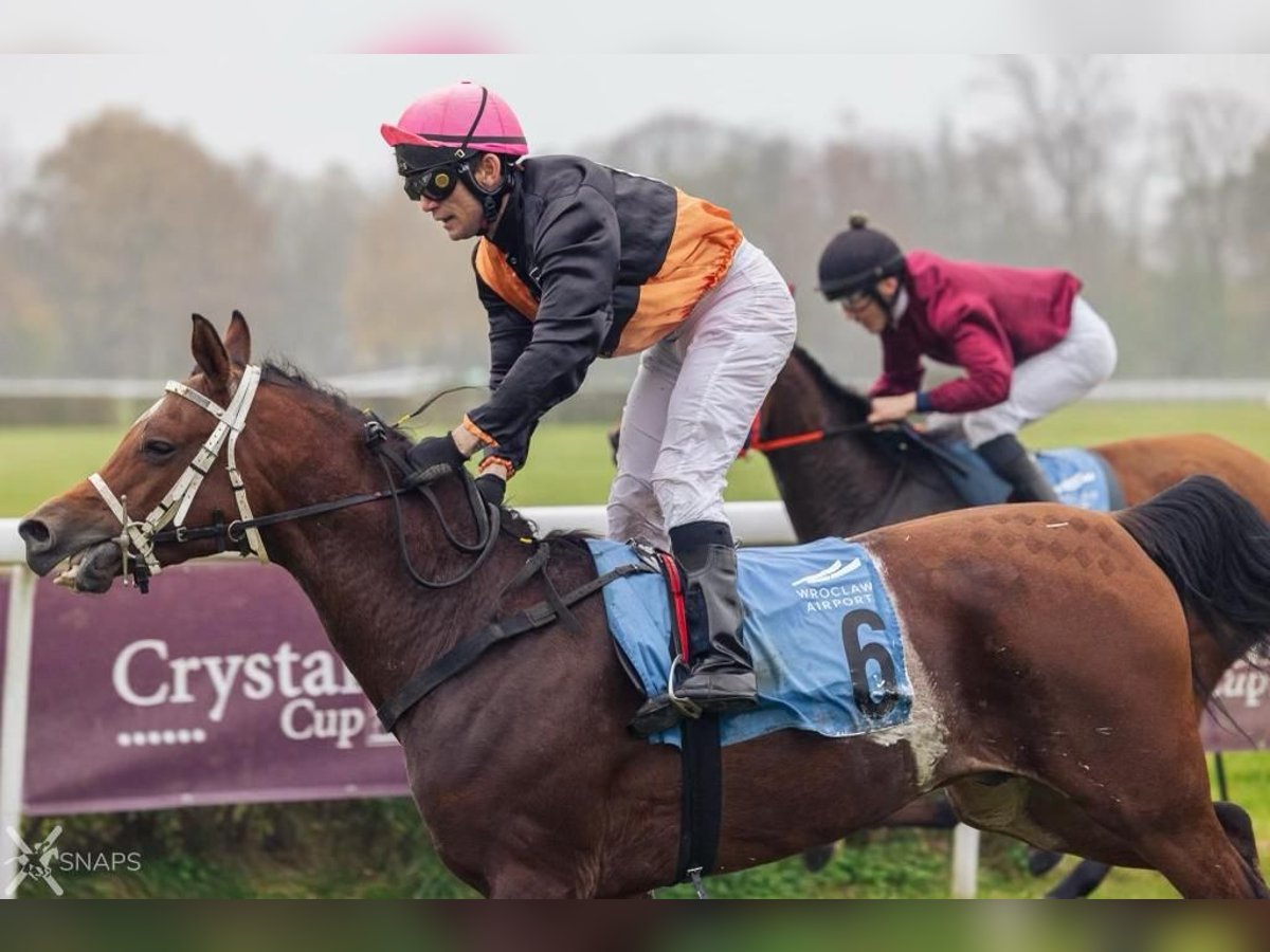 Plus de chevaux à sang chaud Étalon 4 Ans 155 cm Bai cerise in Chachalnia