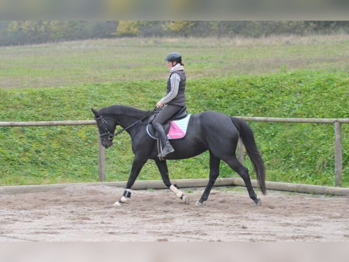 Plus de chevaux à sang chaud Étalon 7 Ans in Wellheim