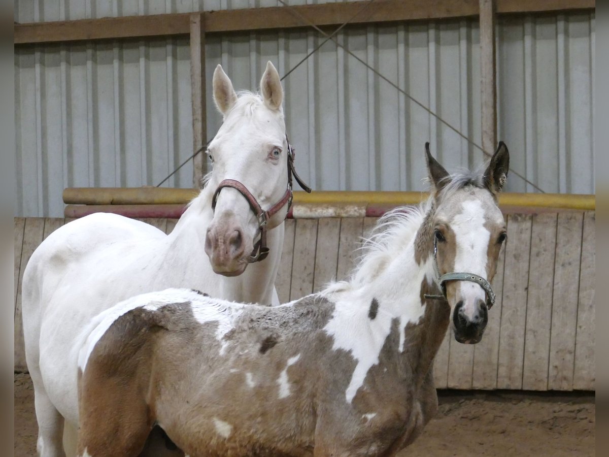 Plus de chevaux à sang chaud Étalon Poulain (05/2025) 168 cm Pinto in Borgentreich
