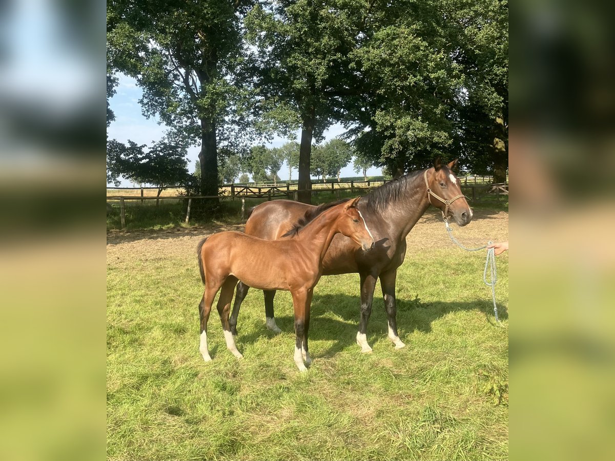 Plus de chevaux à sang chaud Étalon Poulain (03/2024) Bai in Visselhövede