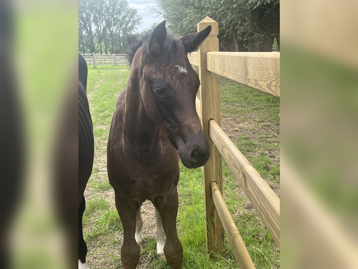 Plus de chevaux à sang chaud Étalon Poulain (05/2024) Noir in LierdeLierde