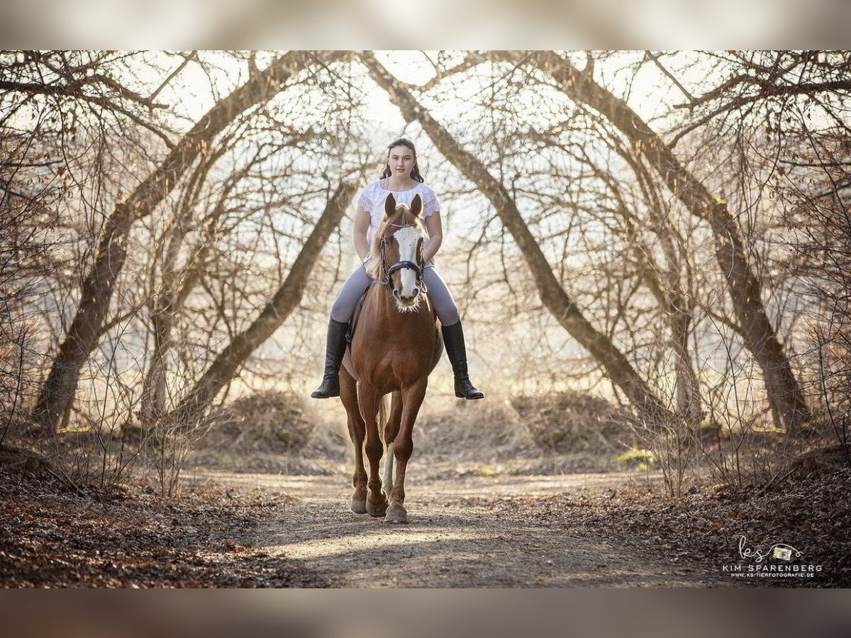 Plus de chevaux à sang chaud Hongre 10 Ans 158 cm Alezan in Gauting