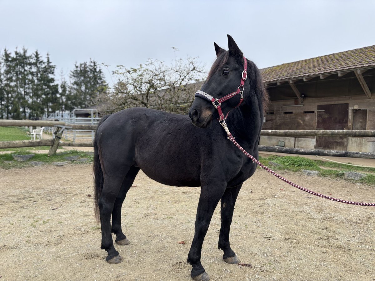 Plus de chevaux à sang chaud Hongre 10 Ans 158 cm Bai brun in Leibertingen