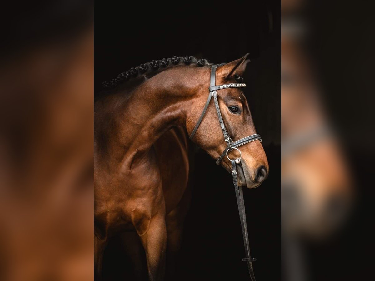 Plus de chevaux à sang chaud Croisé Hongre 10 Ans 162 cm Bai in Szymanowo