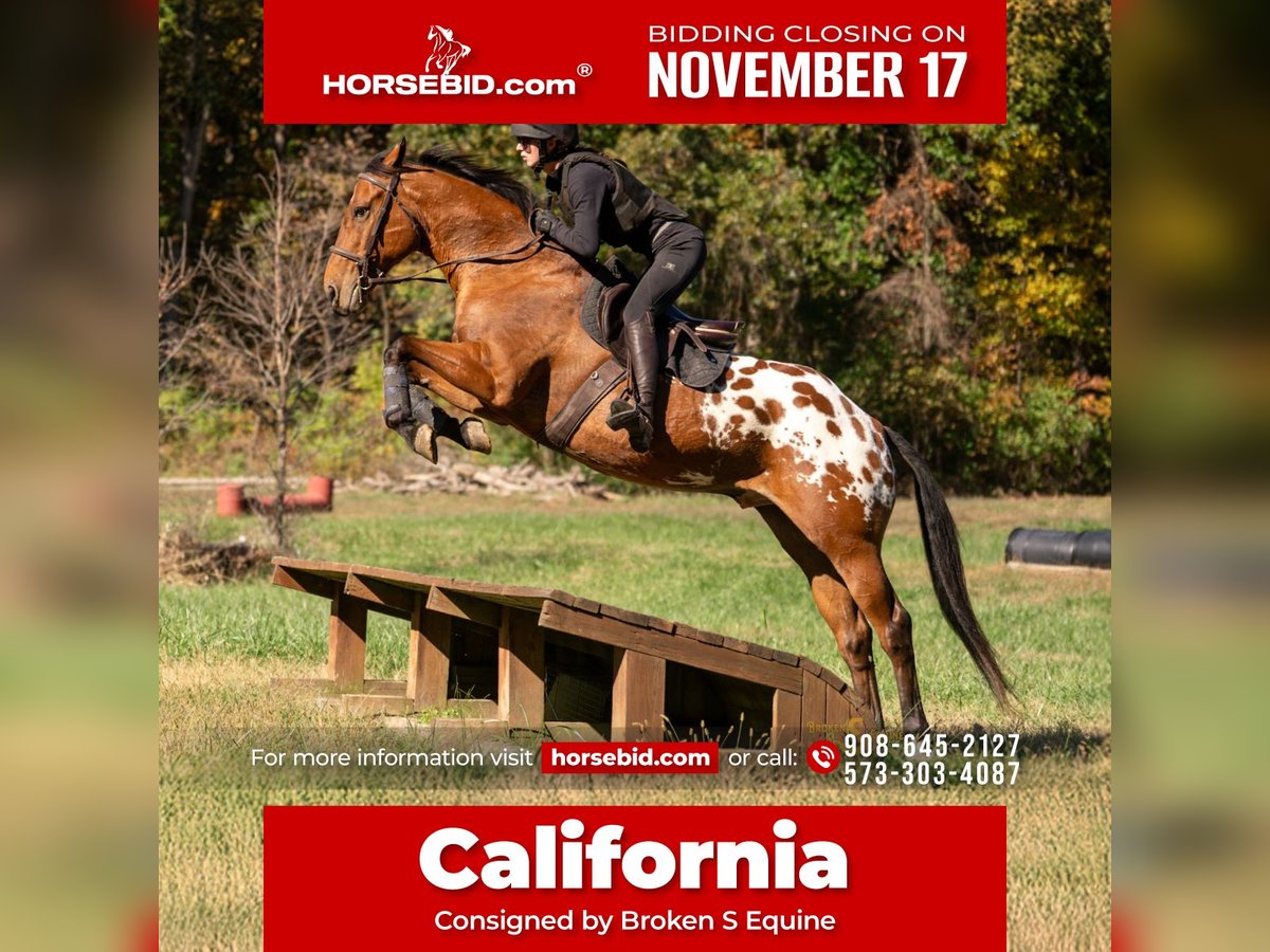 Plus de chevaux à sang chaud Croisé Hongre 10 Ans 163 cm Bai cerise in Bogard