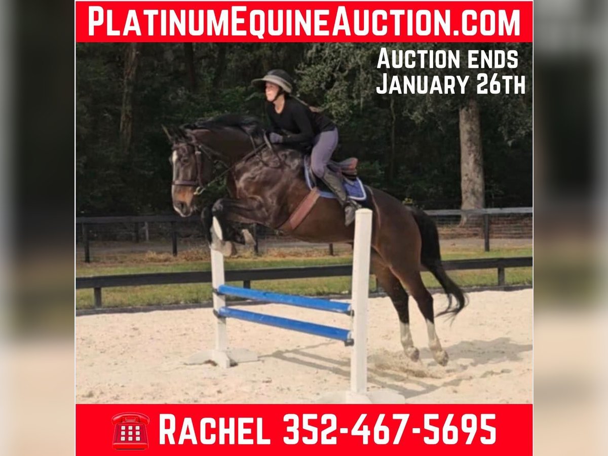 Plus de chevaux à sang chaud Hongre 10 Ans 170 cm in Ocala FL