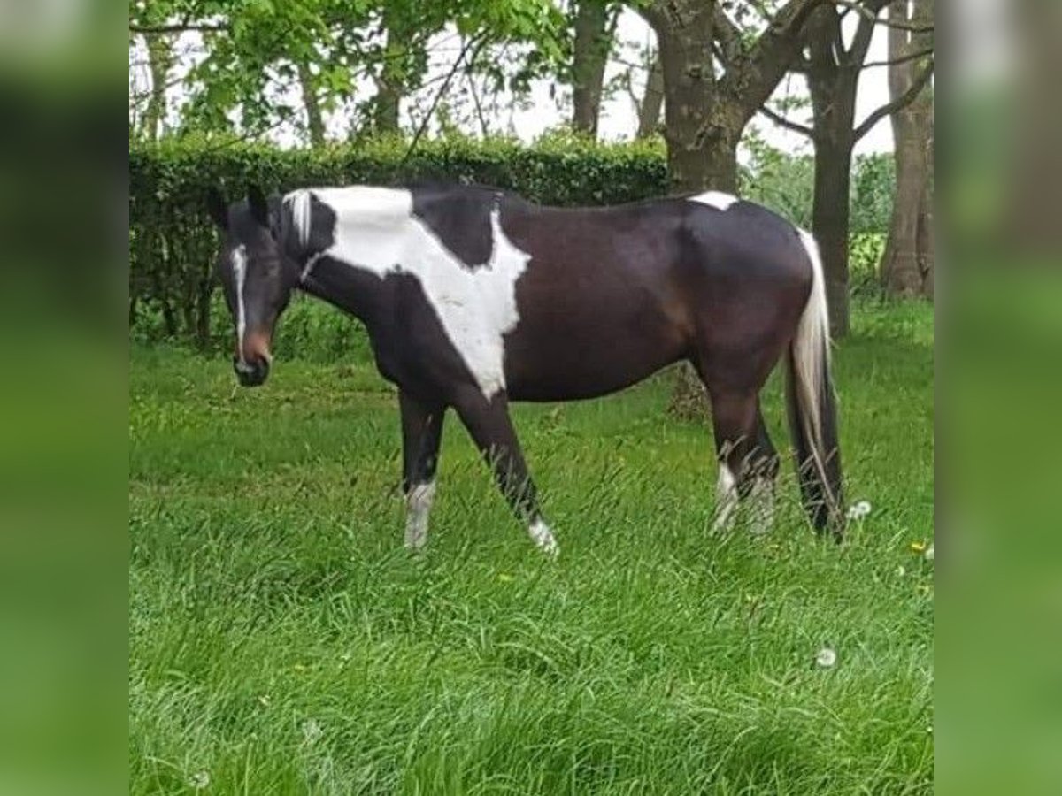 Plus de chevaux à sang chaud Hongre 10 Ans 171 cm Pinto in Hilgermissen