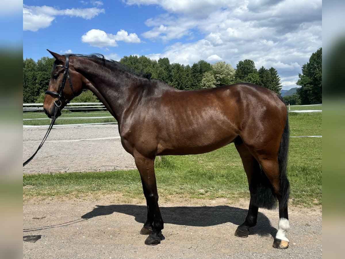 Plus de chevaux à sang chaud Hongre 10 Ans 185 cm Bai in GROTE BROGEL