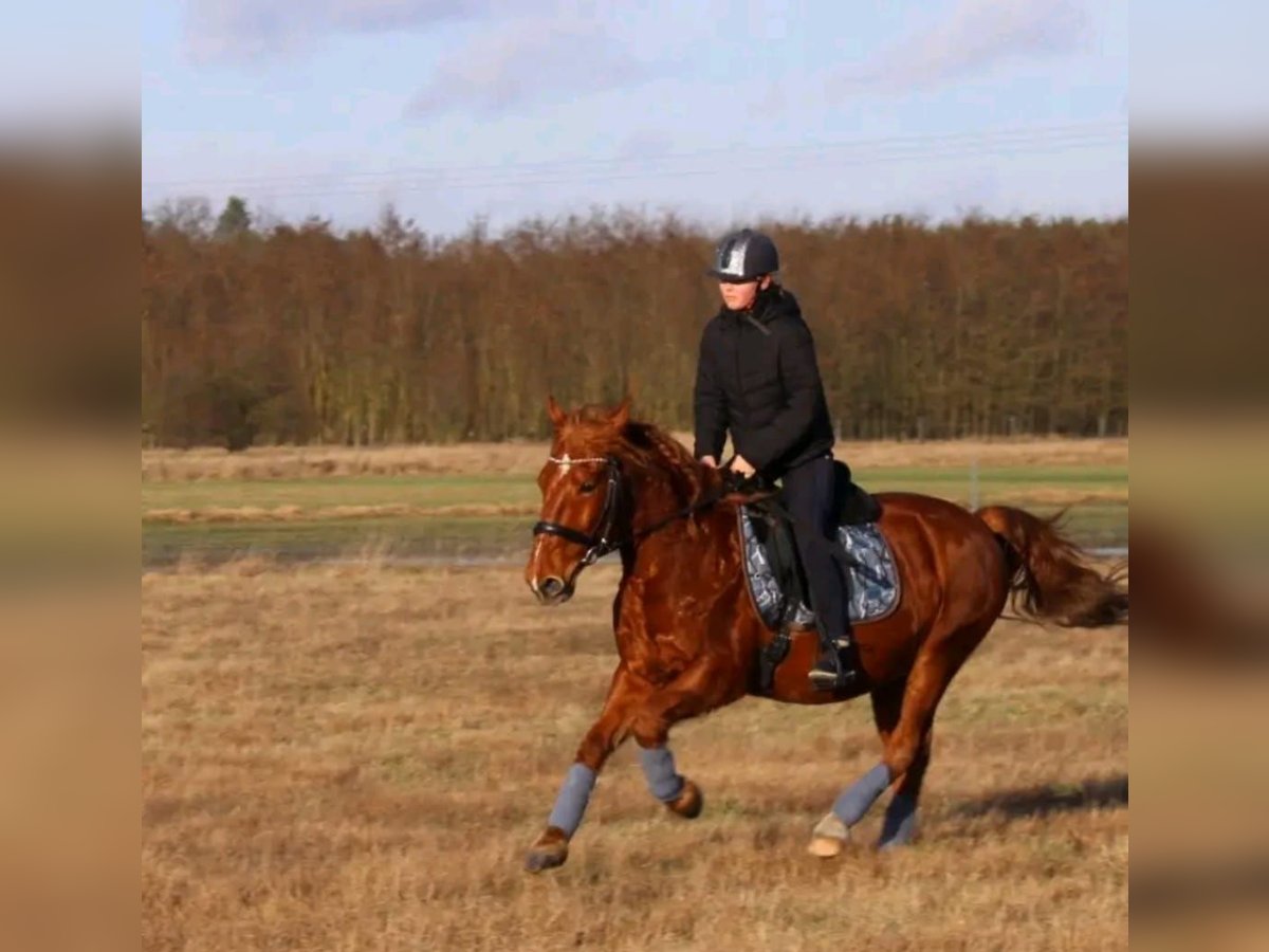 Plus de chevaux à sang chaud Hongre 11 Ans 149 cm Alezan in Milow