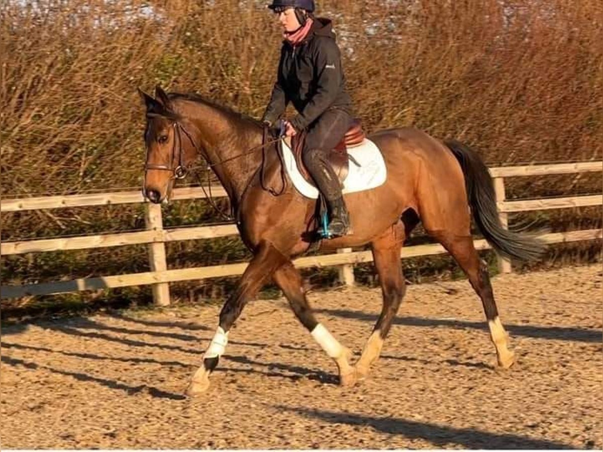 Plus de chevaux à sang chaud Hongre 11 Ans 165 cm Bai in Elze Esbeck