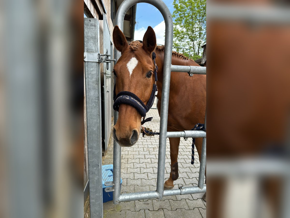 Plus de chevaux à sang chaud Hongre 11 Ans 166 cm Alezan in Wädenswil