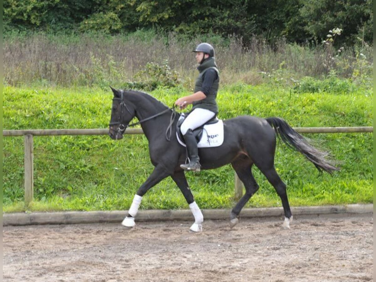 Plus de chevaux à sang chaud Hongre 11 Ans 167 cm Bai brun foncé in Wellheim