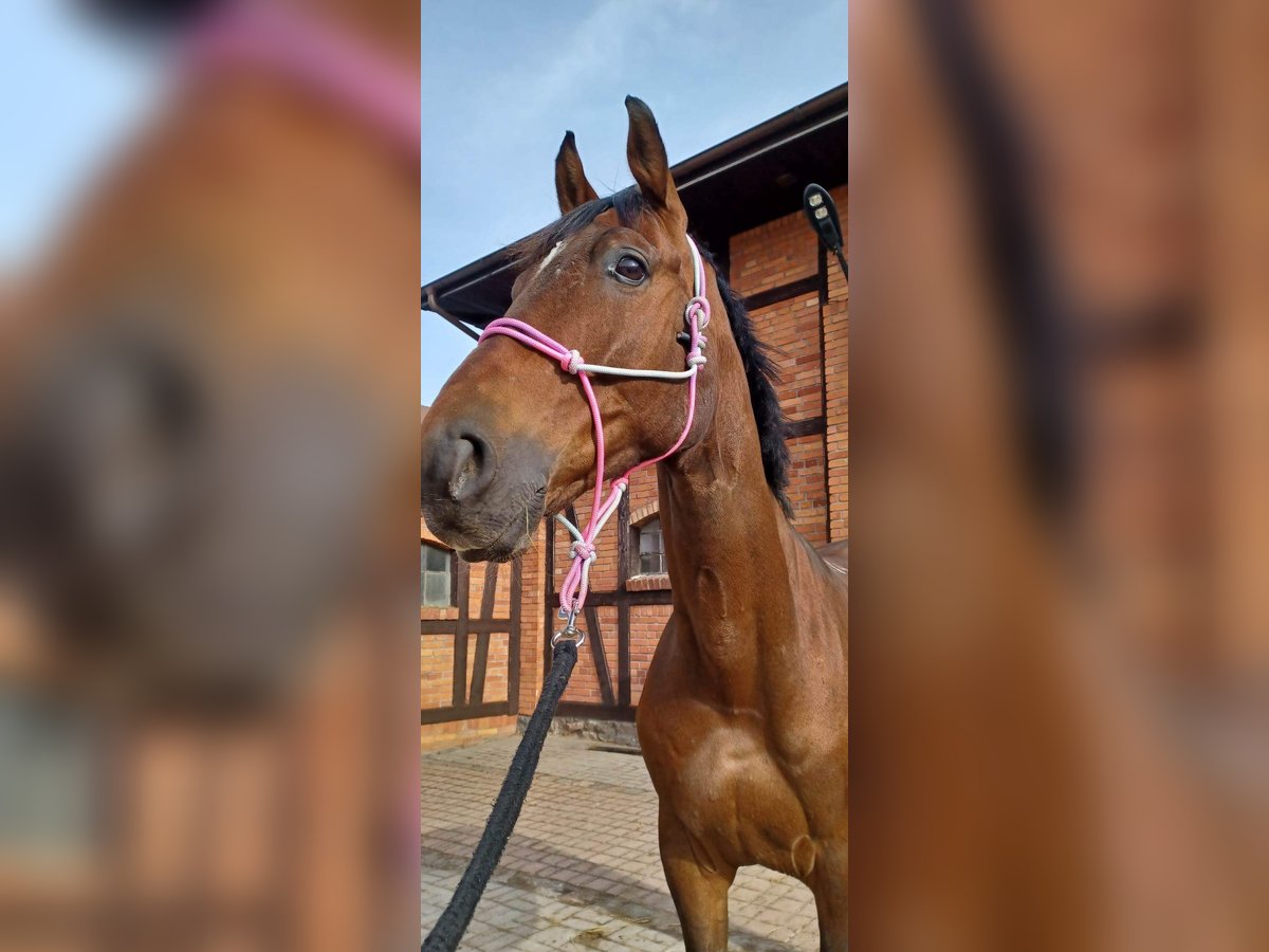 Plus de chevaux à sang chaud Hongre 11 Ans 175 cm Bai cerise in Gdynia