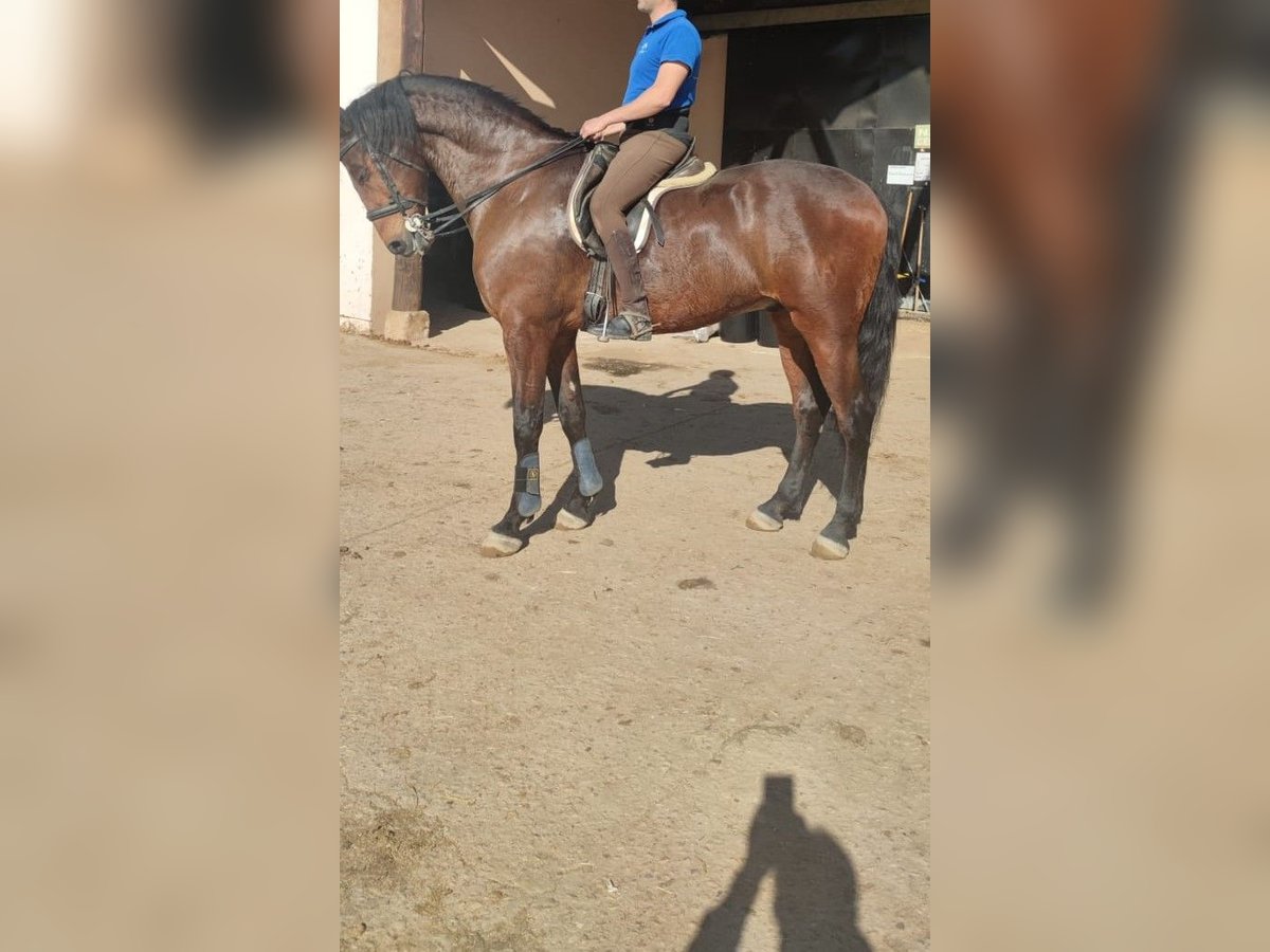 Plus de chevaux à sang chaud Hongre 12 Ans 172 cm Bai in Cabanillas Del Campo