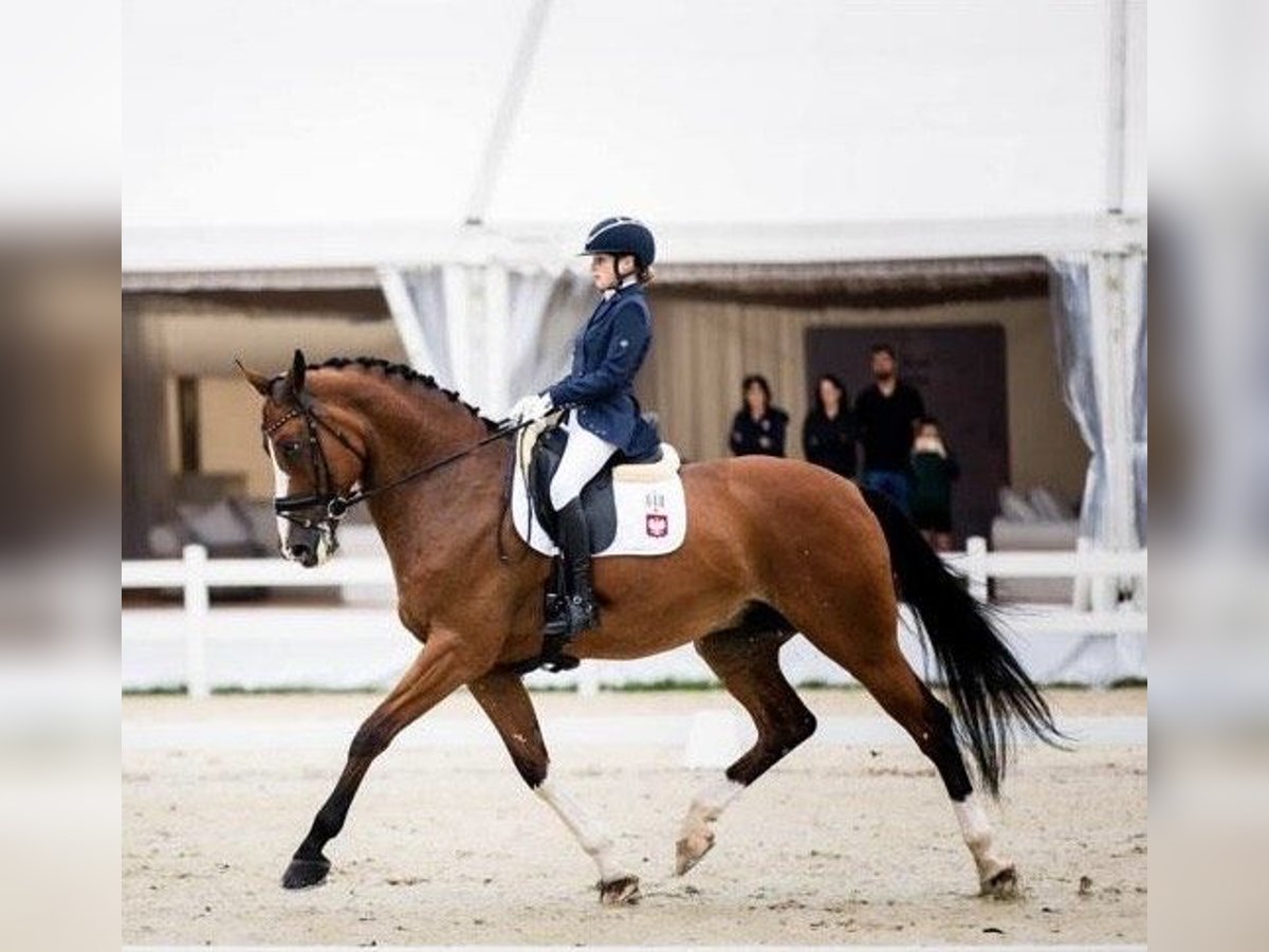 Plus de chevaux à sang chaud Croisé Hongre 12 Ans 174 cm in Baranowo