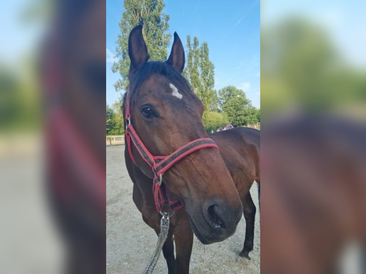 Plus de chevaux à sang chaud Hongre 12 Ans in Würzburg Plus de chevaux à sang chaud Hongre 12 Ans in Würzburg