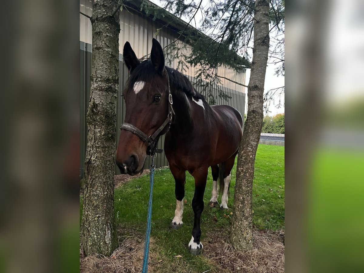 Plus de chevaux à sang chaud Croisé Hongre 13 Ans 169 cm in Bad Bramstedt