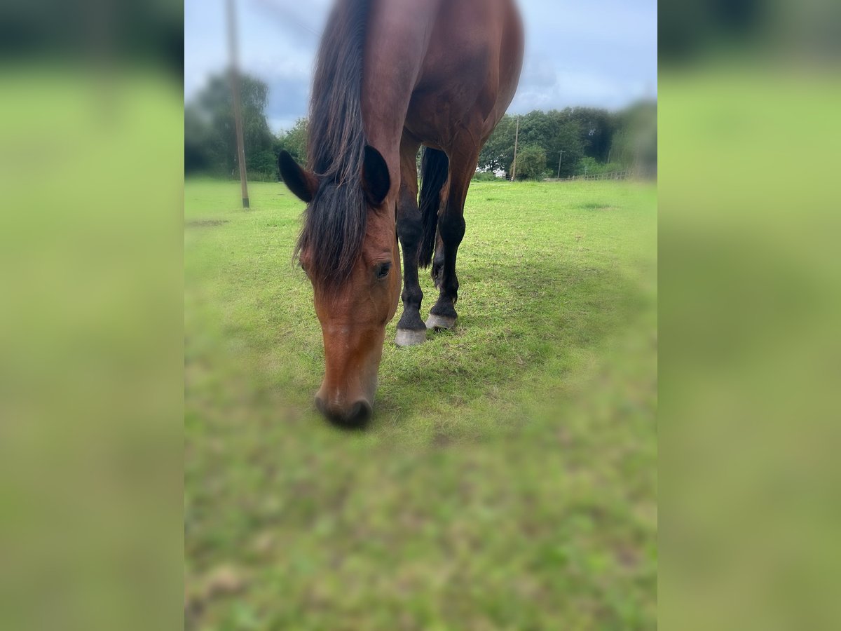 Plus de chevaux à sang chaud Hongre 13 Ans in Schermbeck