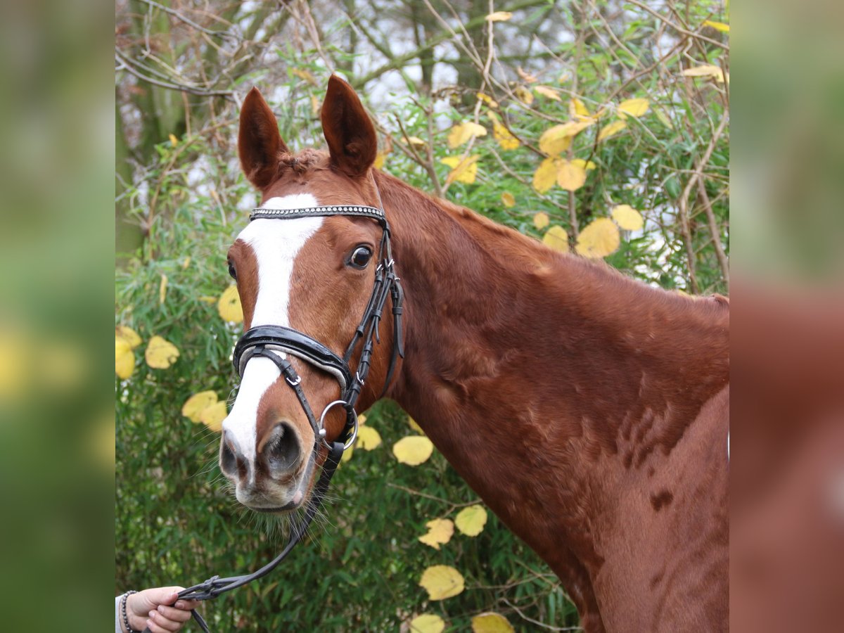 Plus de chevaux à sang chaud Hongre 14 Ans 162 cm Alezan in Nettetal