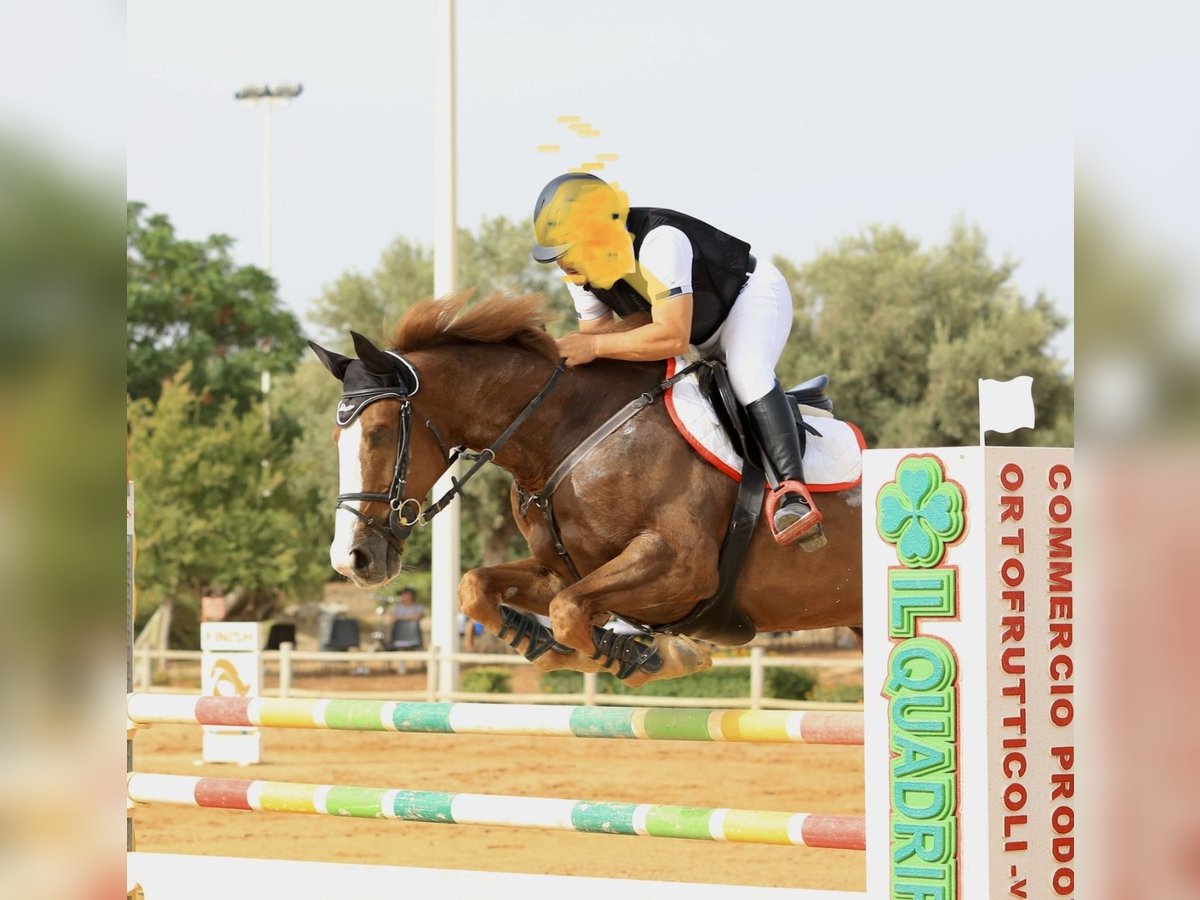 Plus de chevaux à sang chaud Hongre 14 Ans 169 cm Alezan in Fusignano