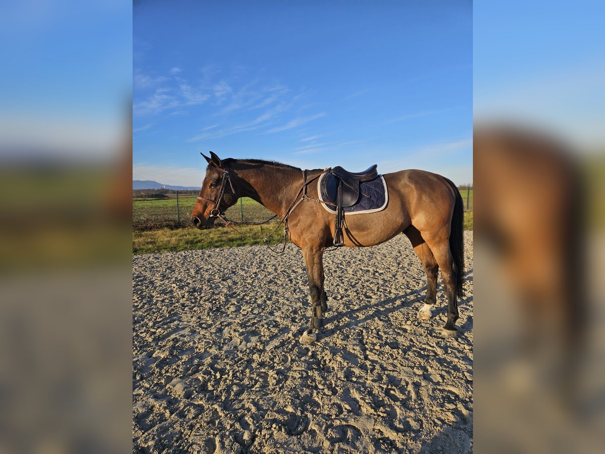 Plus de chevaux à sang chaud Hongre 14 Ans 170 cm Bai brun in Selce Žumberačko