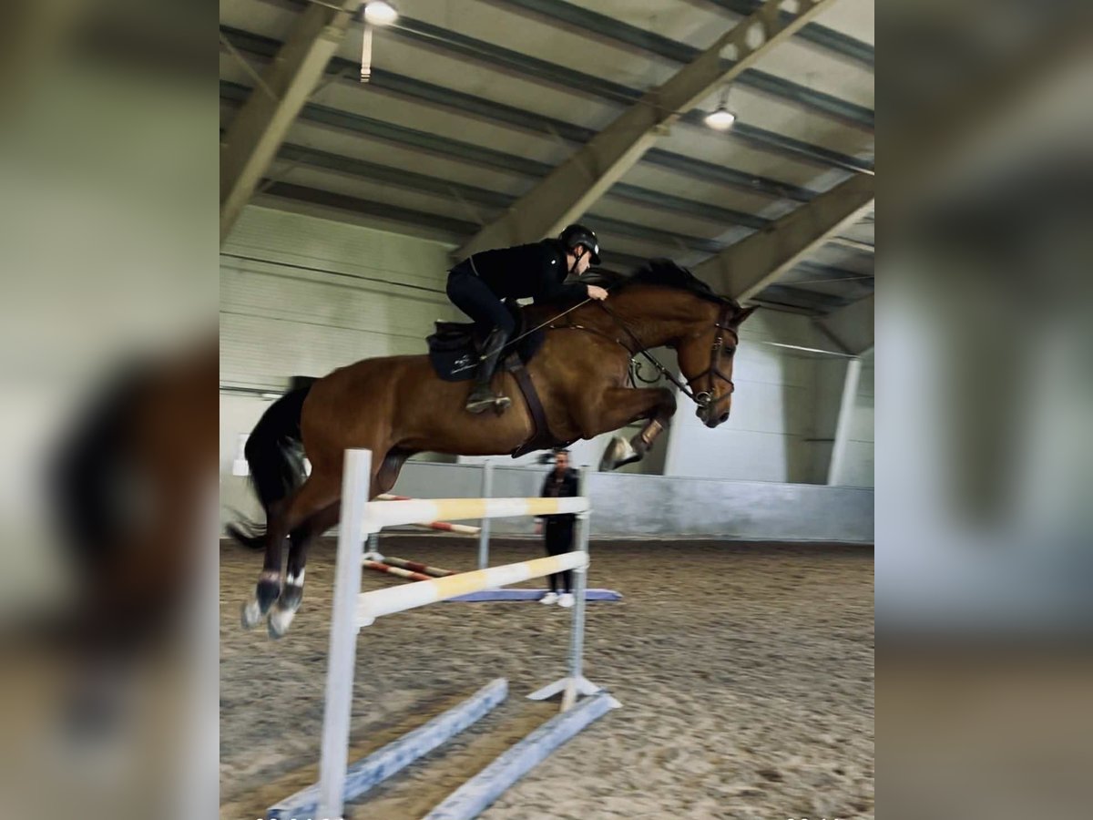Plus de chevaux à sang chaud Hongre 14 Ans 173 cm Bai in Drammen Plus de chevaux à sang chaud Hongre 14 Ans 173 cm Bai in Drammen