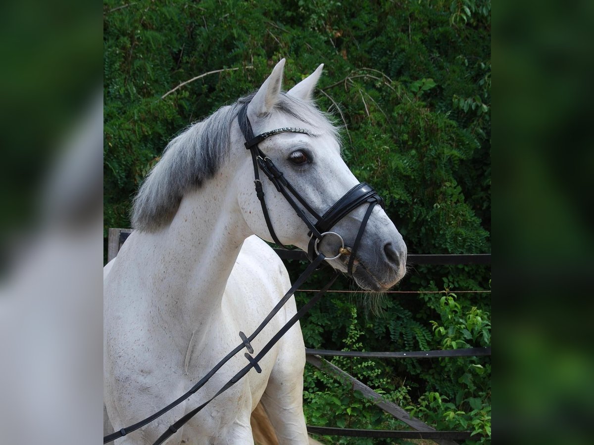 Plus de chevaux à sang chaud Hongre 15 Ans 160 cm Gris in Warendorf