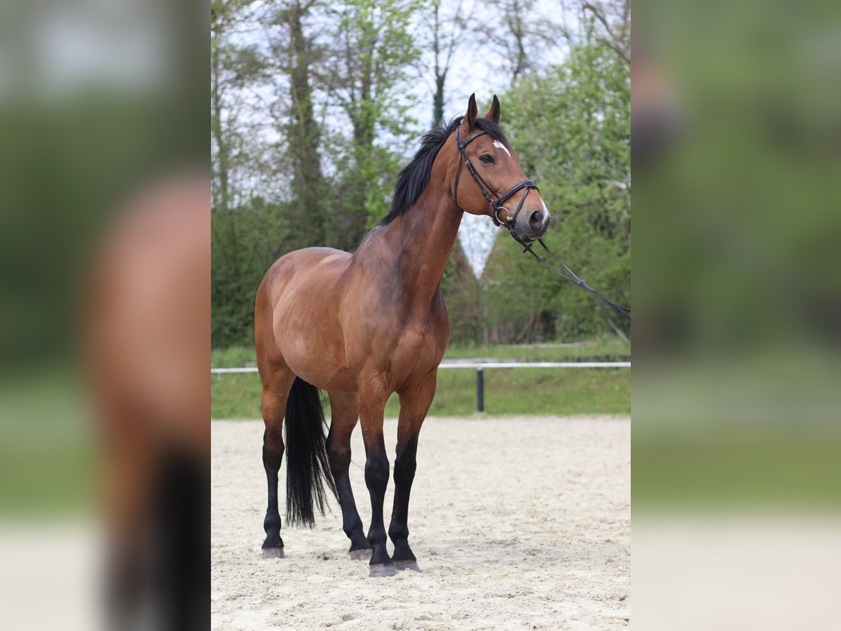 Plus de chevaux à sang chaud Hongre 16 Ans 172 cm Bai in Gladbeck