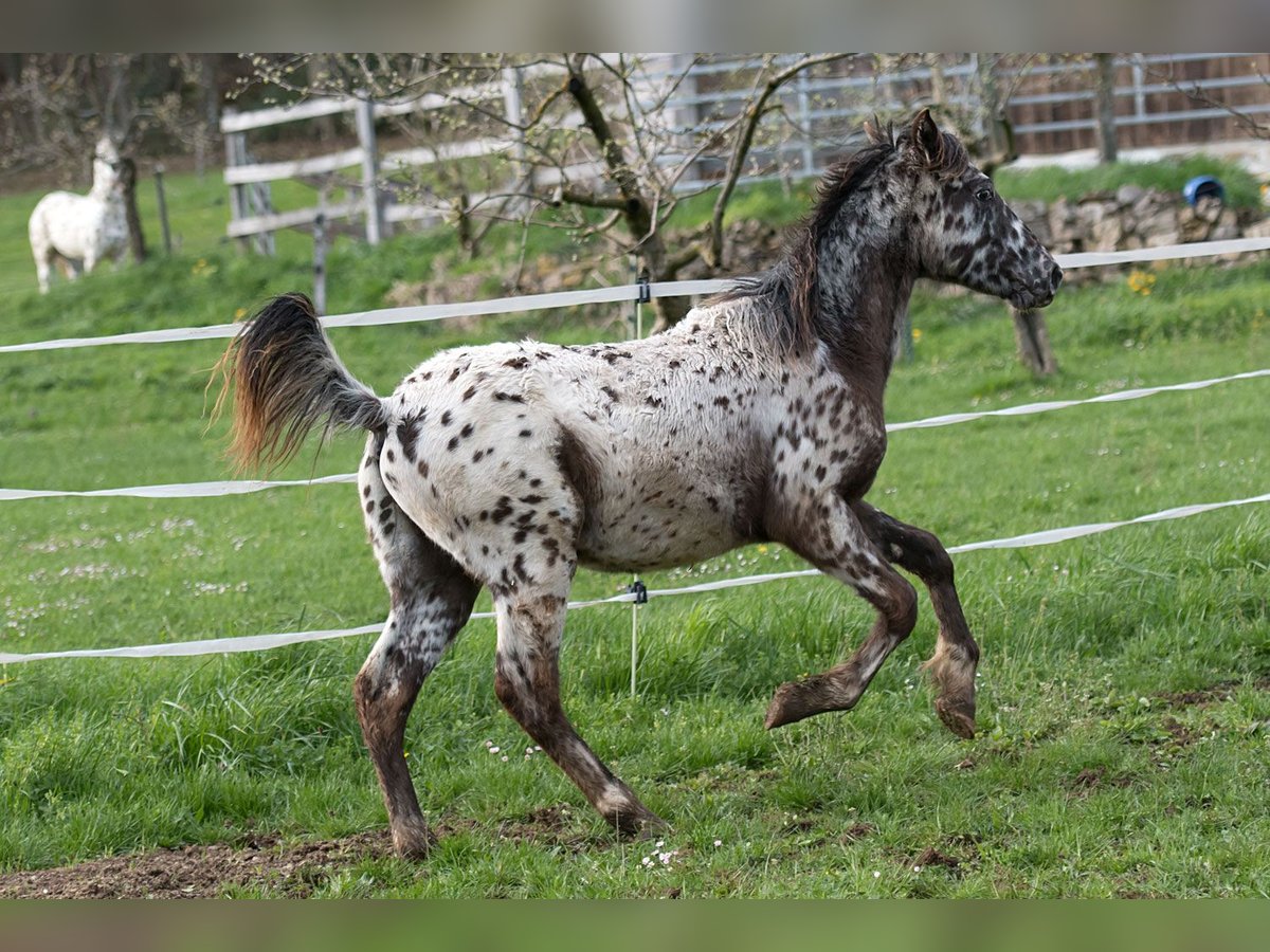 Plus de chevaux à sang chaud Hongre 1 Année 155 cm Léopard in Stüsslingen