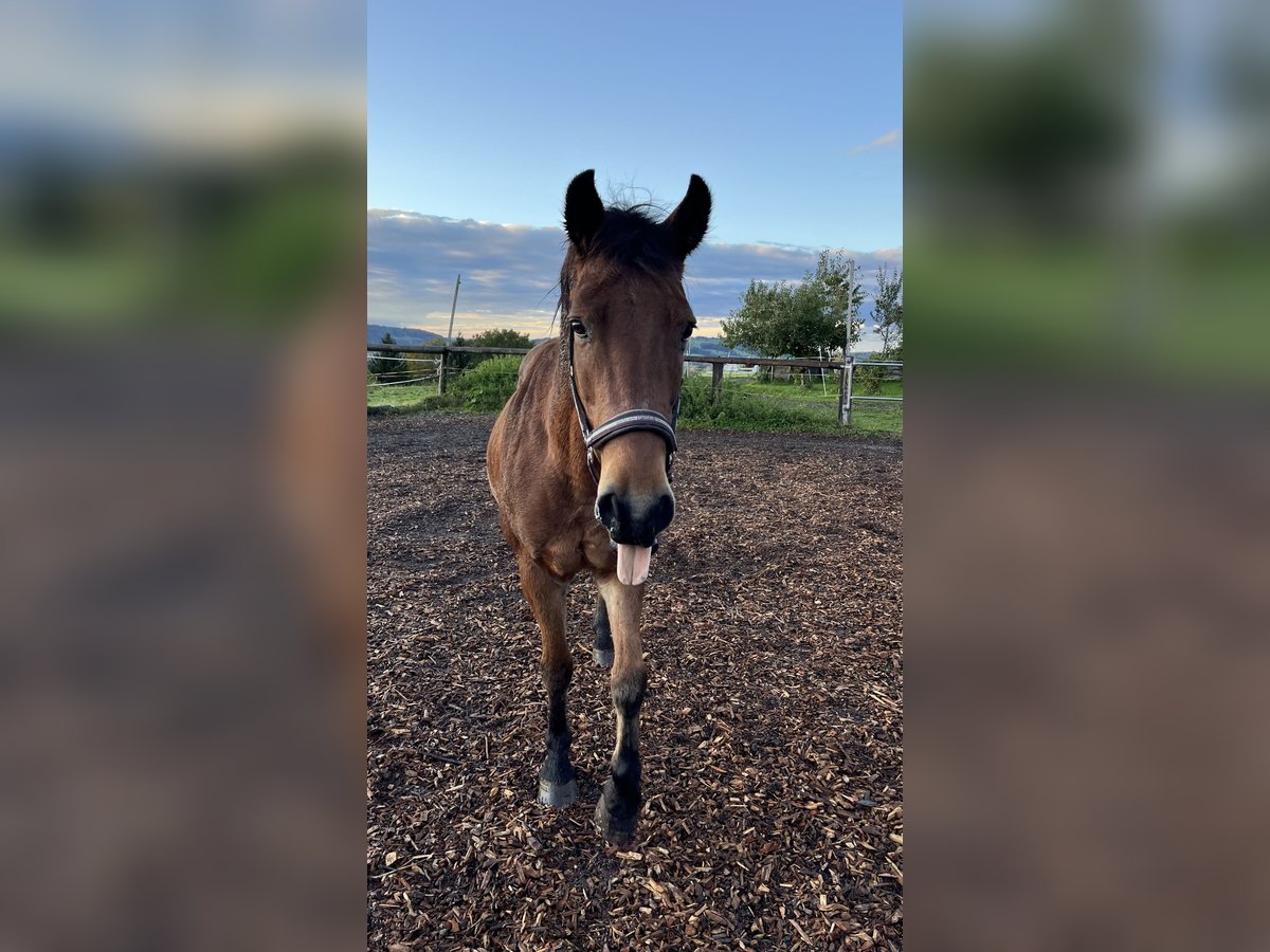 Plus de chevaux à sang chaud Croisé Hongre 22 Ans 159 cm Bai brun in Rottenbuch