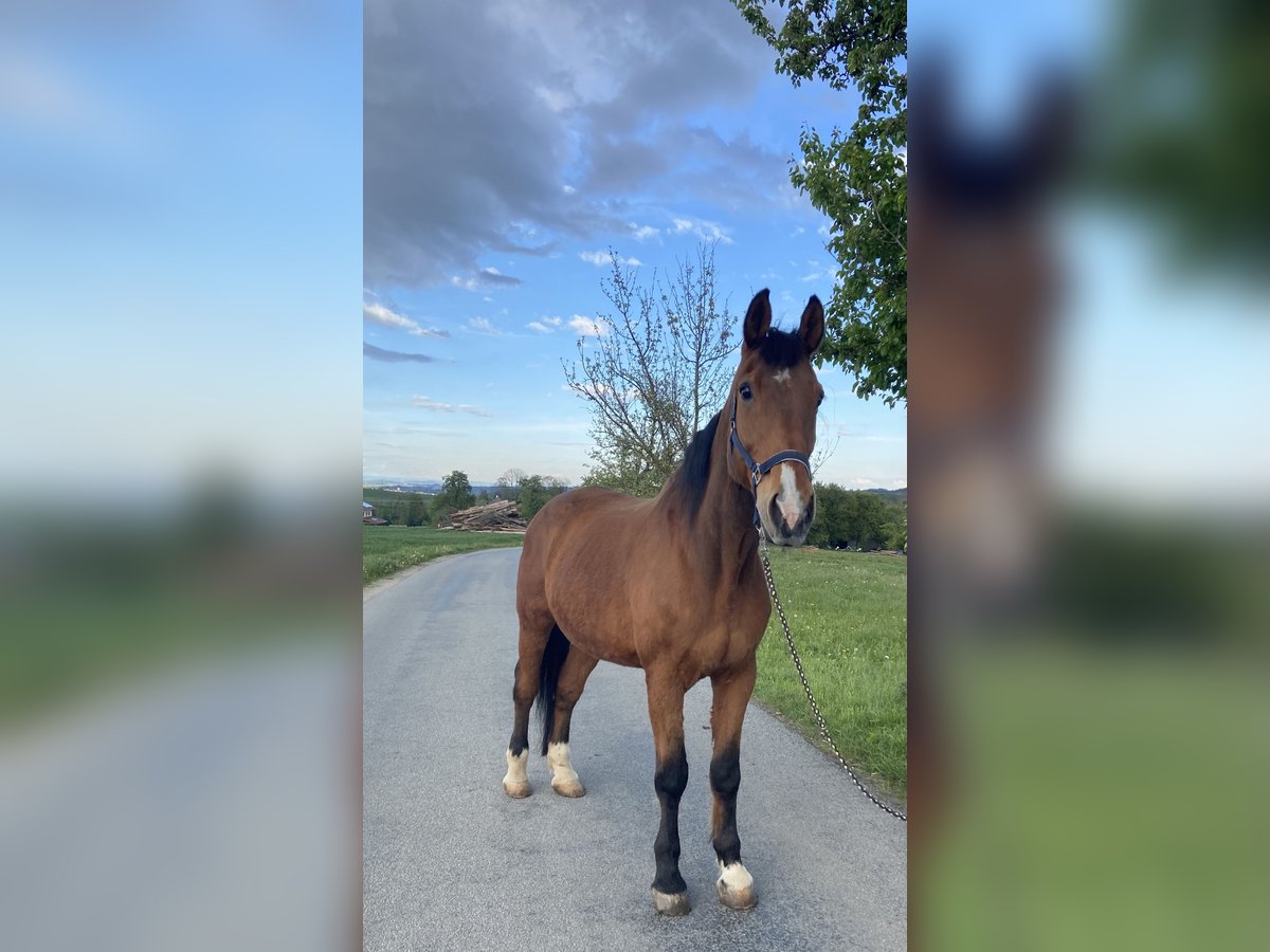 Plus de chevaux à sang chaud Hongre 25 Ans 175 cm Bai in Altenhof