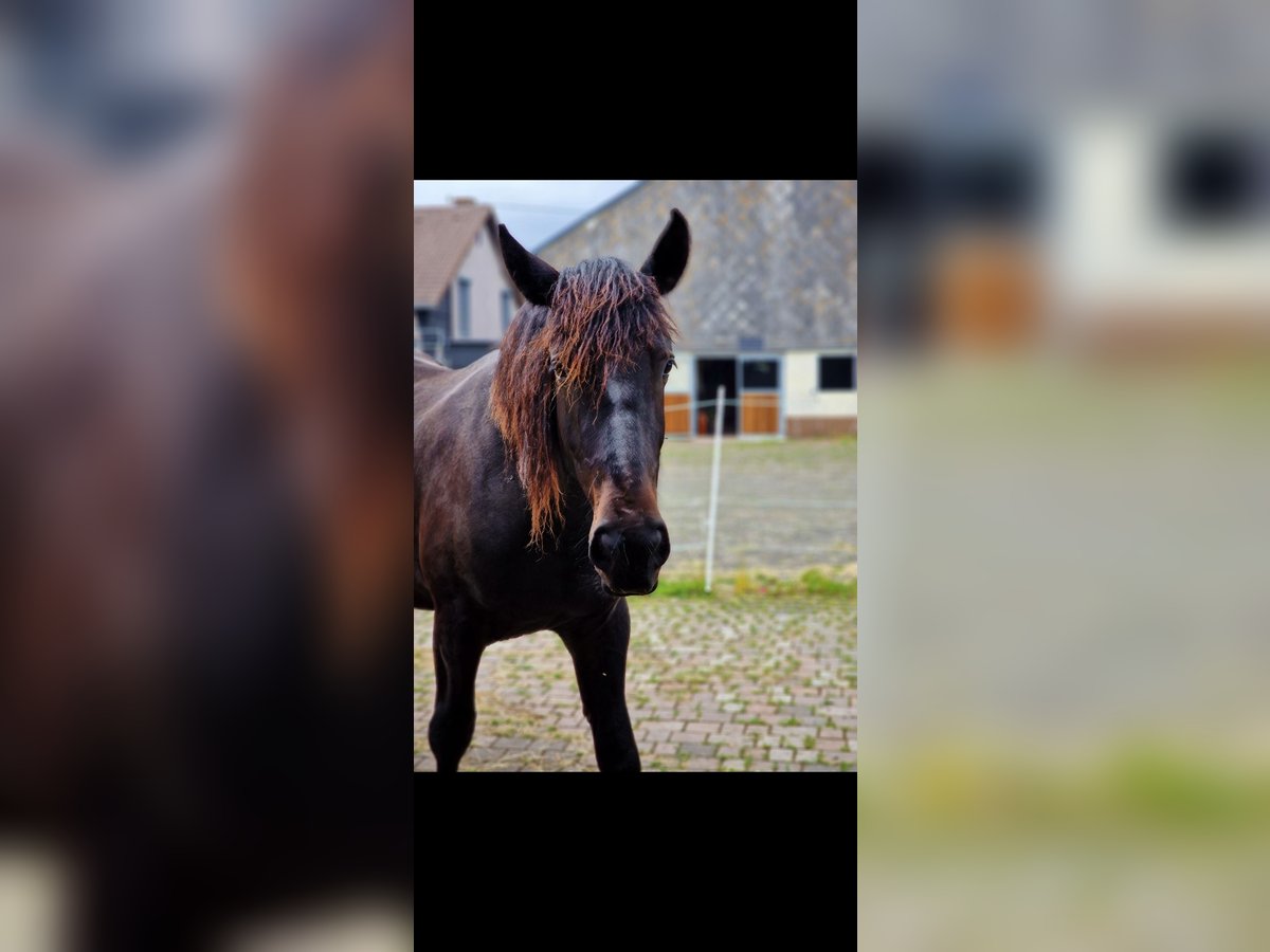 Plus de chevaux à sang chaud Hongre 2 Ans 158 cm Bai brun foncé in Burbach