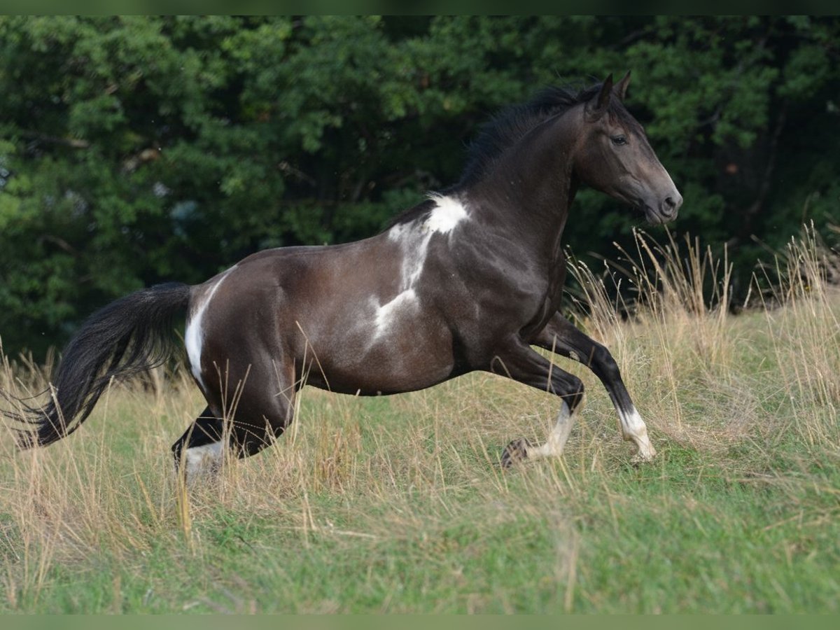 Plus de chevaux à sang chaud Croisé Hongre 2 Ans 160 cm Pinto in Feldkirchen