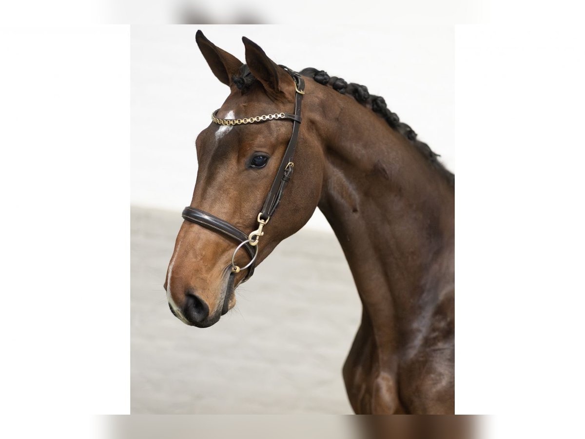 Plus de chevaux à sang chaud Hongre 2 Ans 168 cm Bai in Heerde