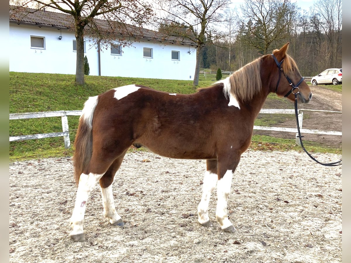 Plus de chevaux à sang chaud Croisé Hongre 3 Ans 155 cm Pinto in Ampflwang