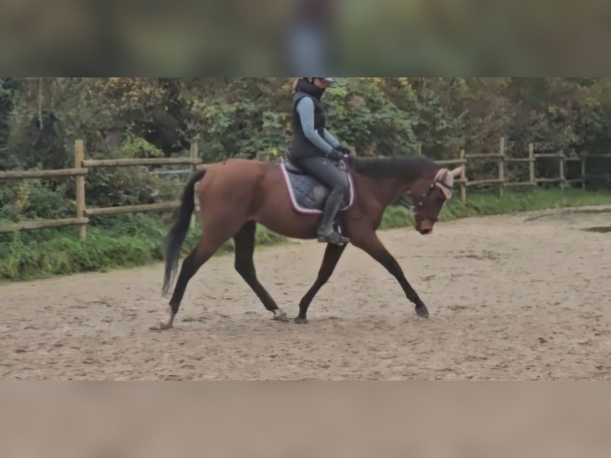 Plus de chevaux à sang chaud Hongre 3 Ans 160 cm Bai in Nettetal