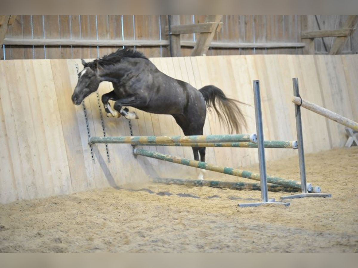 Plus de chevaux à sang chaud Hongre 3 Ans 161 cm Gris noir in Wellheim