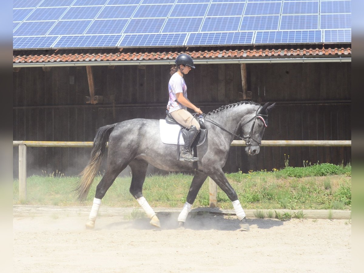 Plus de chevaux à sang chaud Hongre 3 Ans 170 cm Gris in Wellheim