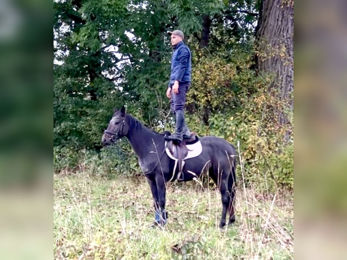 Plus de chevaux à sang chaud Hongre 3 Ans in Wain